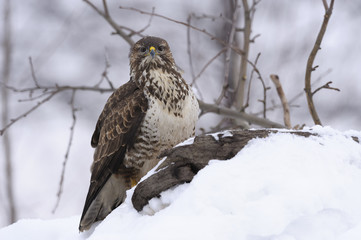 Buzzard Buteo buteo sitting on the branch in winter