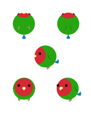 コザクラインコ。正面、斜め、横、上、下