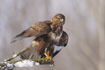 Buzzard Buteo buteo sitting on the branch in winter