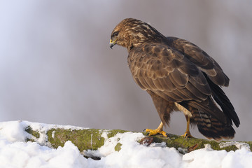 Buzzard Buteo buteo sitting on the branch in winter