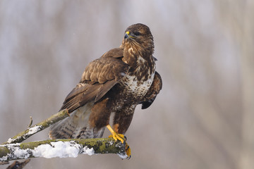 Buzzard Buteo buteo sitting on the branch in winter