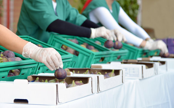Fig packing