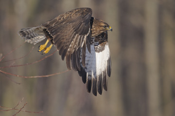 Buzzard Buteo buteo in flight, natural forest background