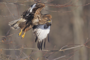 Buzzard Buteo buteo in flight
