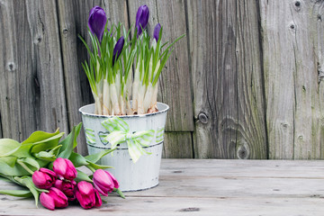 Tulpen und Frühblüher Krokusse vor Holzhintergrund