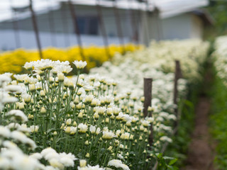 Chrysanthemum white at farm