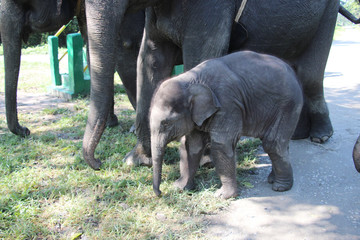 Elephant kid at Jaldapara National Forest, West Bengal, India.