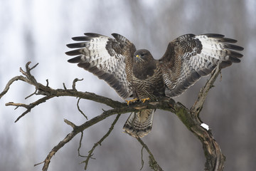 Buzzard Buteo buteo landing on the branch