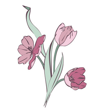 Tulips Bouguet. Raster Illustration.