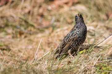 étourneau sansonnet