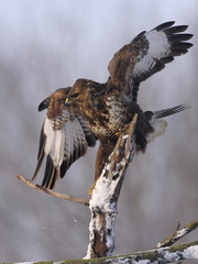 Buzzard Buteo buteo landing on the branch