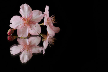 Naklejka na ściany i meble Japanese cherry blossom on reflection black