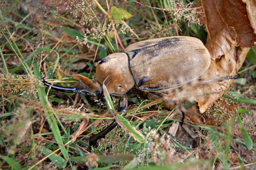 Elephant beetle / Palenque, Mexico