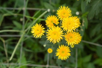 Chrysanthemum yellow at farm