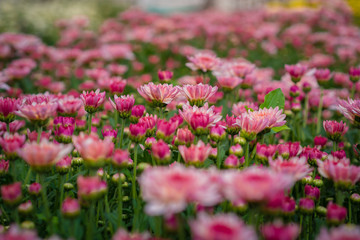 Chrysanthemum pink at farm