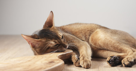 abyssinian cat feel passion to olive board, 4k photo