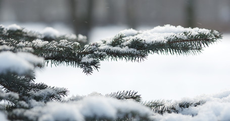 fir branches covered with snow in the morning closeup with shallow focus, 4k photo