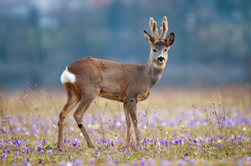 Roe deer in a field full of saffron