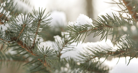 fir branches covered with snow in the morning closeup with shallow focus, 4k photo