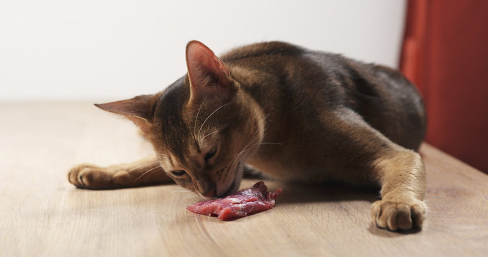 young abyssinian cat eating meat from table, 4k photo
