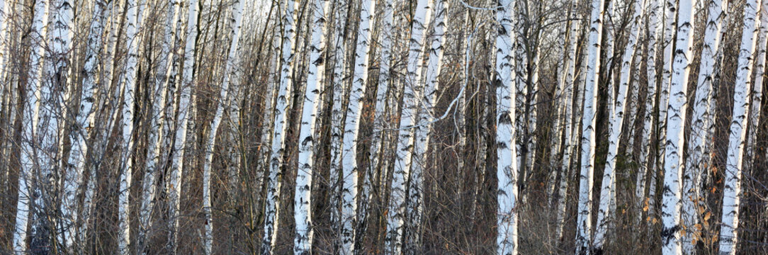 Fototapeta Beautiful landscape with white birches. Birch trees in bright sunshine. Birch grove in autumn. The trunks of birch trees with white bark. Birch trees trunks. Beautiful panorama.