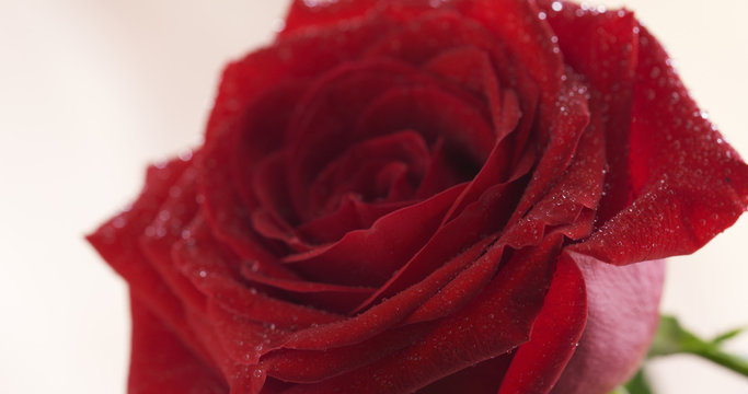 wet red rose flower closeup shot 4k photo