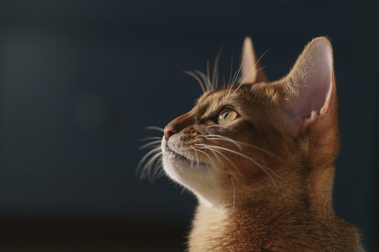 young abyssinian cat portrait in living room, shallow focus