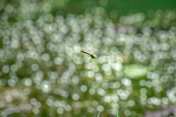 Macro picture of dragonfly flying on the water