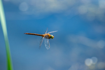 Macro picture of dragonfly flying on the water