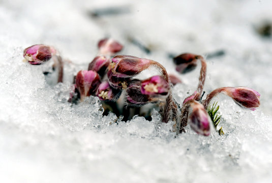Beautiful flower