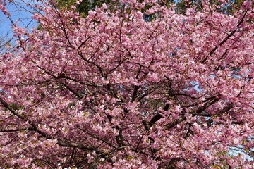 河津桜