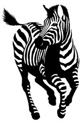 black and white linear paint draw zebra illustration