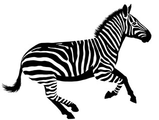 black and white linear paint draw zebra illustration - obrazy, fototapety, plakaty