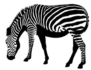 Fototapeta na wymiar black and white linear paint draw zebra illustration