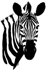 black and white linear paint draw zebra illustration - obrazy, fototapety, plakaty