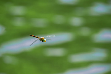 Macro picture of dragonfly flying on the water