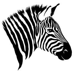 Fototapeta na wymiar black and white linear paint draw zebra illustration