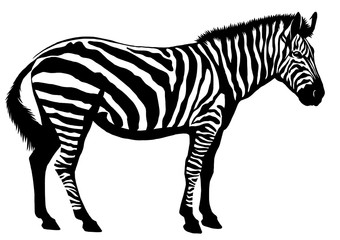black and white linear paint draw zebra illustration © Turaev