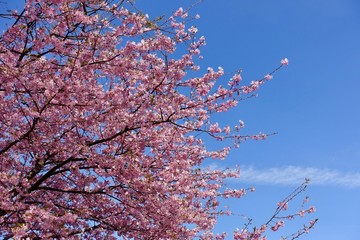 河津桜