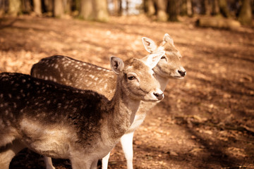 Zwei Rehe