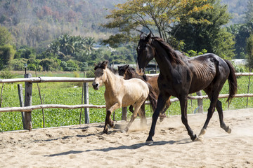 three horses playing in stable in the afternoon