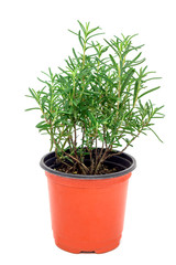 Bush of fresh rosemary in plant pot, isolated on white background