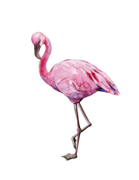 Watercolor illustration of tropical pink flamingo bird. Trendy artwork with tropic summertime motif. Exotic Hawaii art. Design for fabric and decor. 