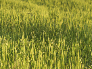Green rice fields with sunlight.