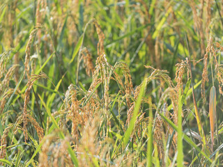 Fototapeta premium Ear of rice in rice fields.