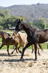 Obraz premium three horses playing in stable in the afternoon