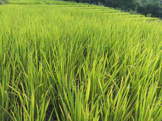 Green Rice Fields.