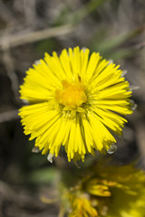 tussilago farfara dettaglio fiore