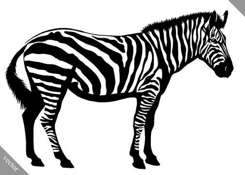 black and white linear paint draw zebra vector illustration