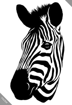 black and white linear paint draw zebra vector illustration